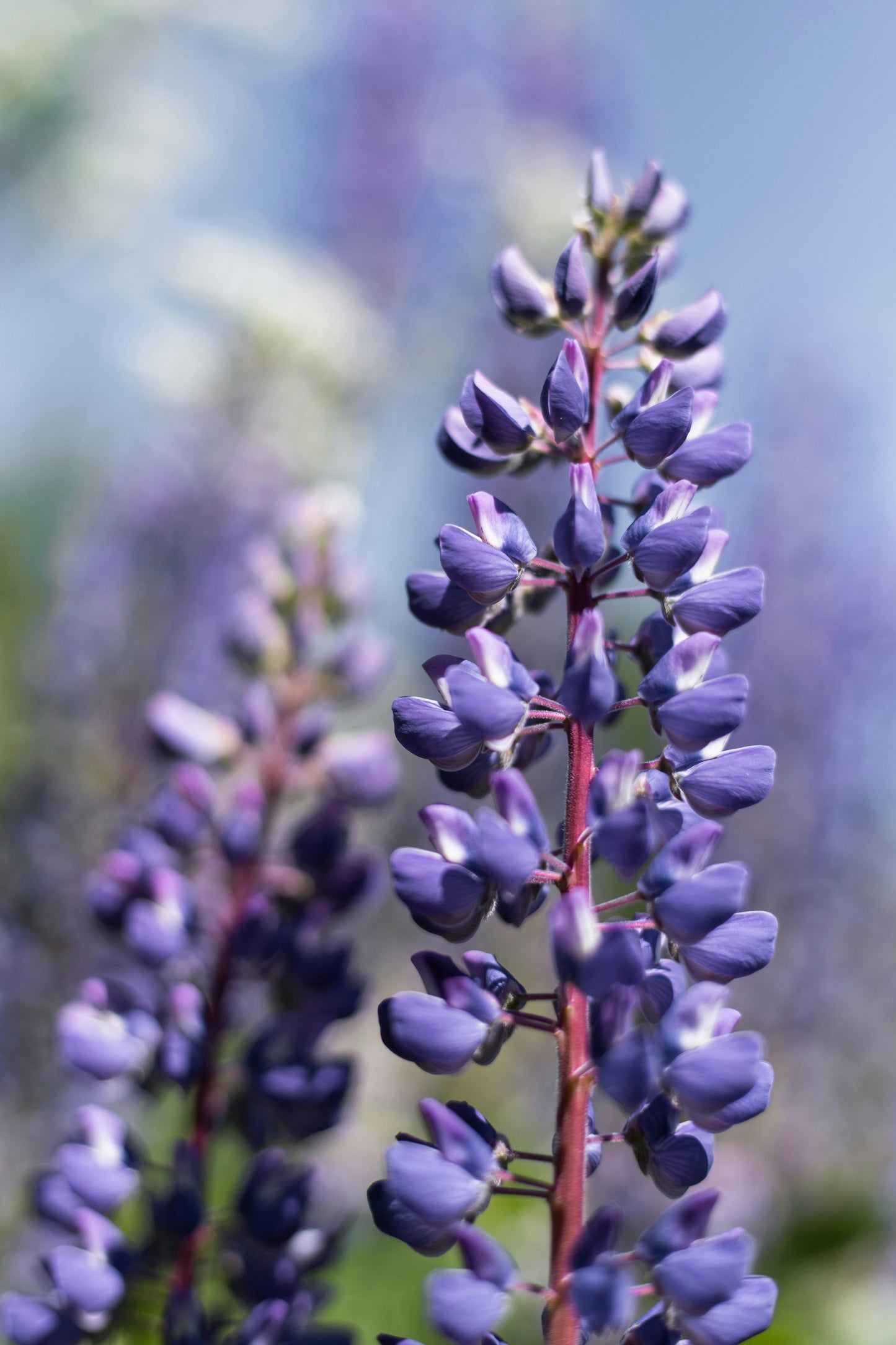 Dværglupin Mix-farver - Lupinus polyphyllus 'Minarette Dwarf Russel Strain Mix'