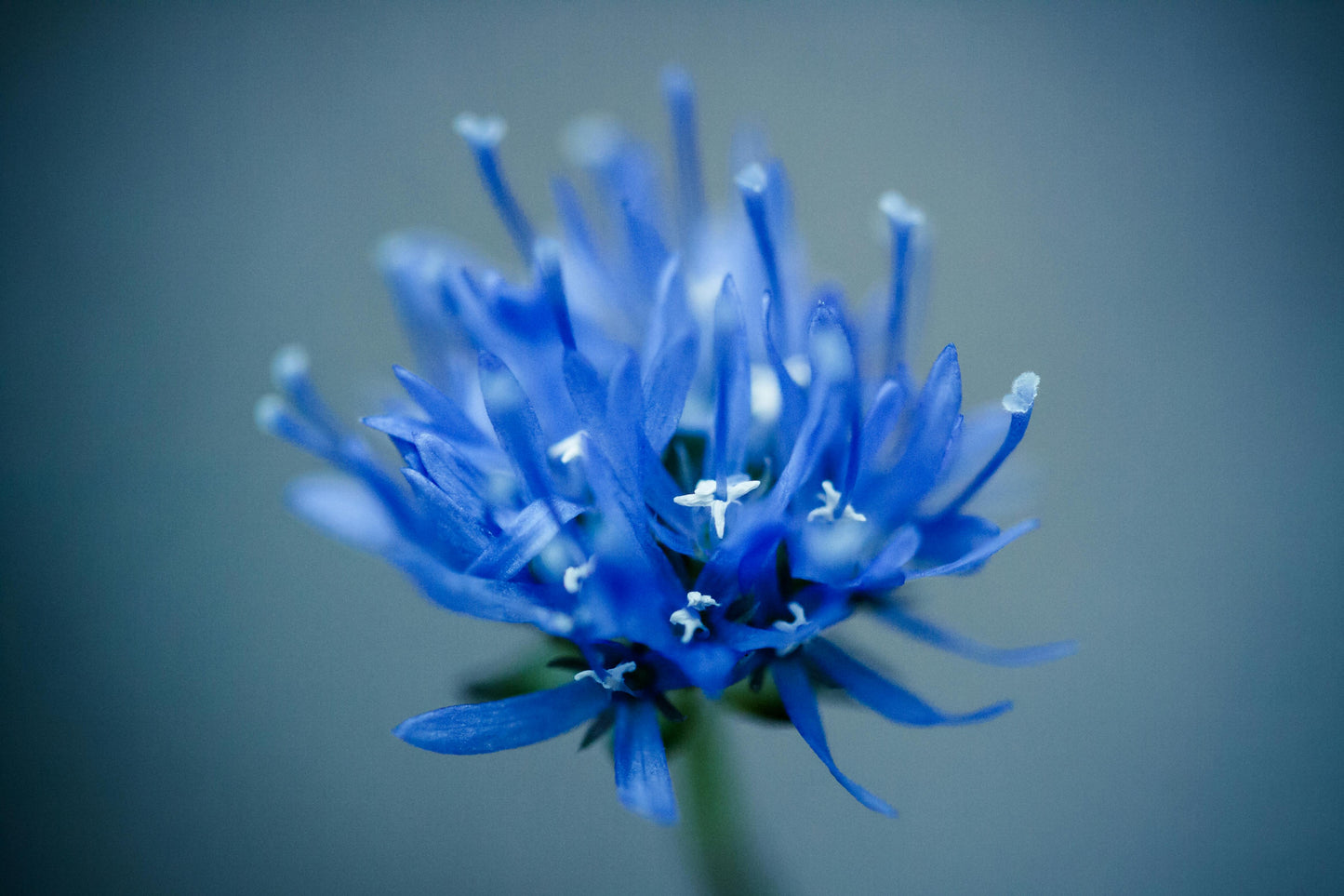 Blåmunke - jasione laevis