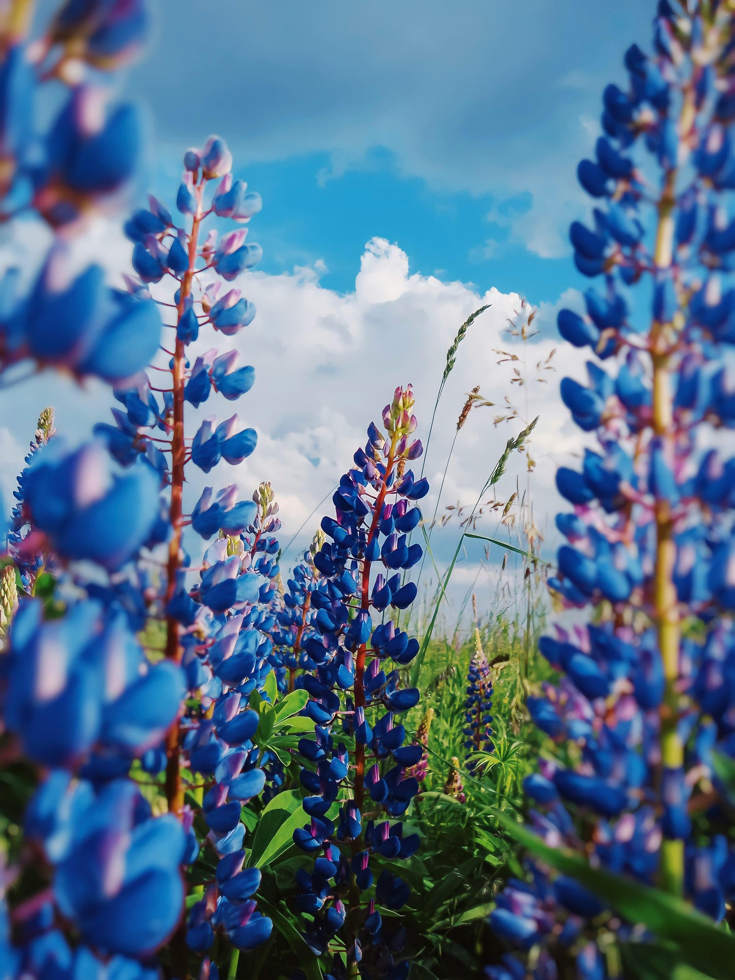 Dværglupin Mix-farver - Lupinus polyphyllus 'Minarette Dwarf Russel Strain Mix'