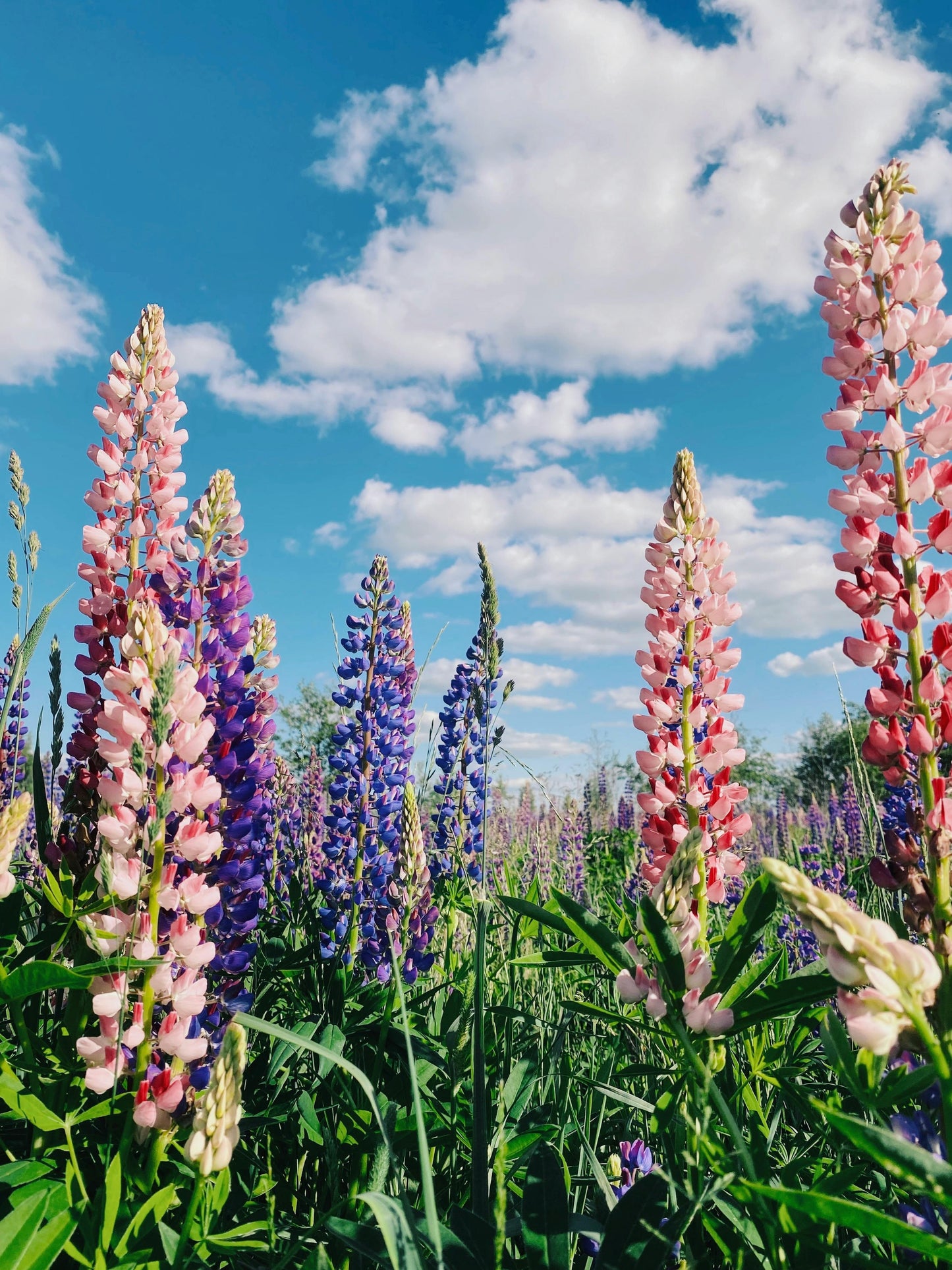 Dværglupin Mix-farver - Lupinus polyphyllus 'Minarette Dwarf Russel Strain Mix'