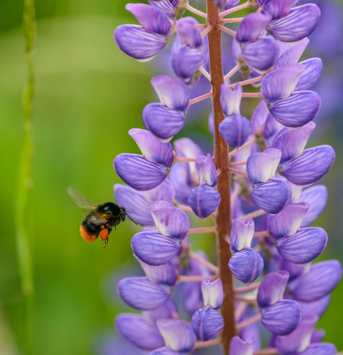 Dværglupin Mix-farver - Lupinus polyphyllus 'Minarette Dwarf Russel Strain Mix'