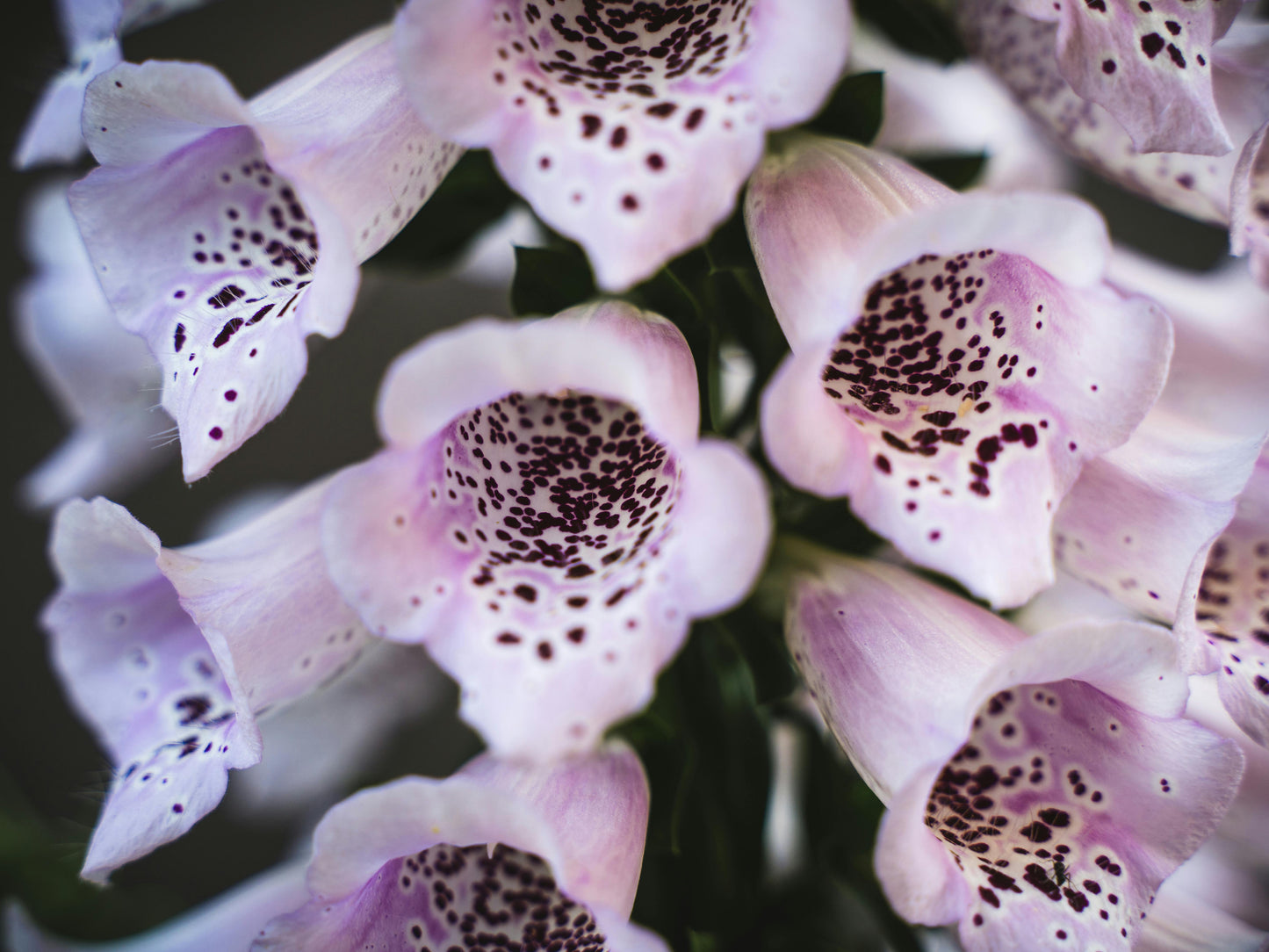Fingerbøl - Digitalis 'Elsie Kelsie'