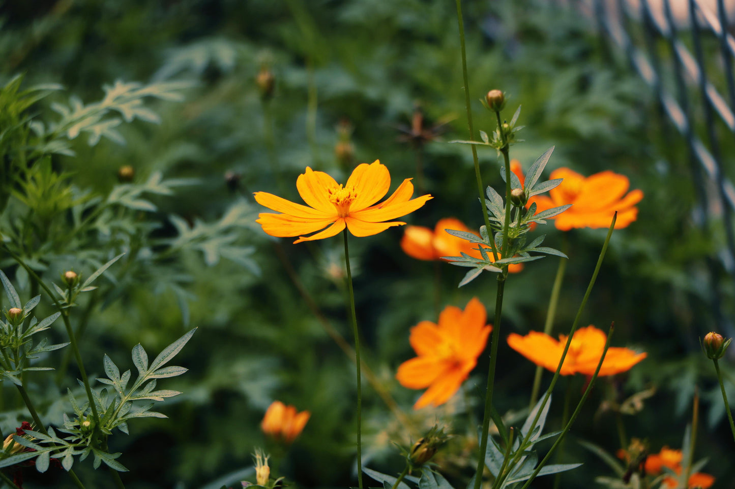 Cosmos sulphureus 'Bright Lights'