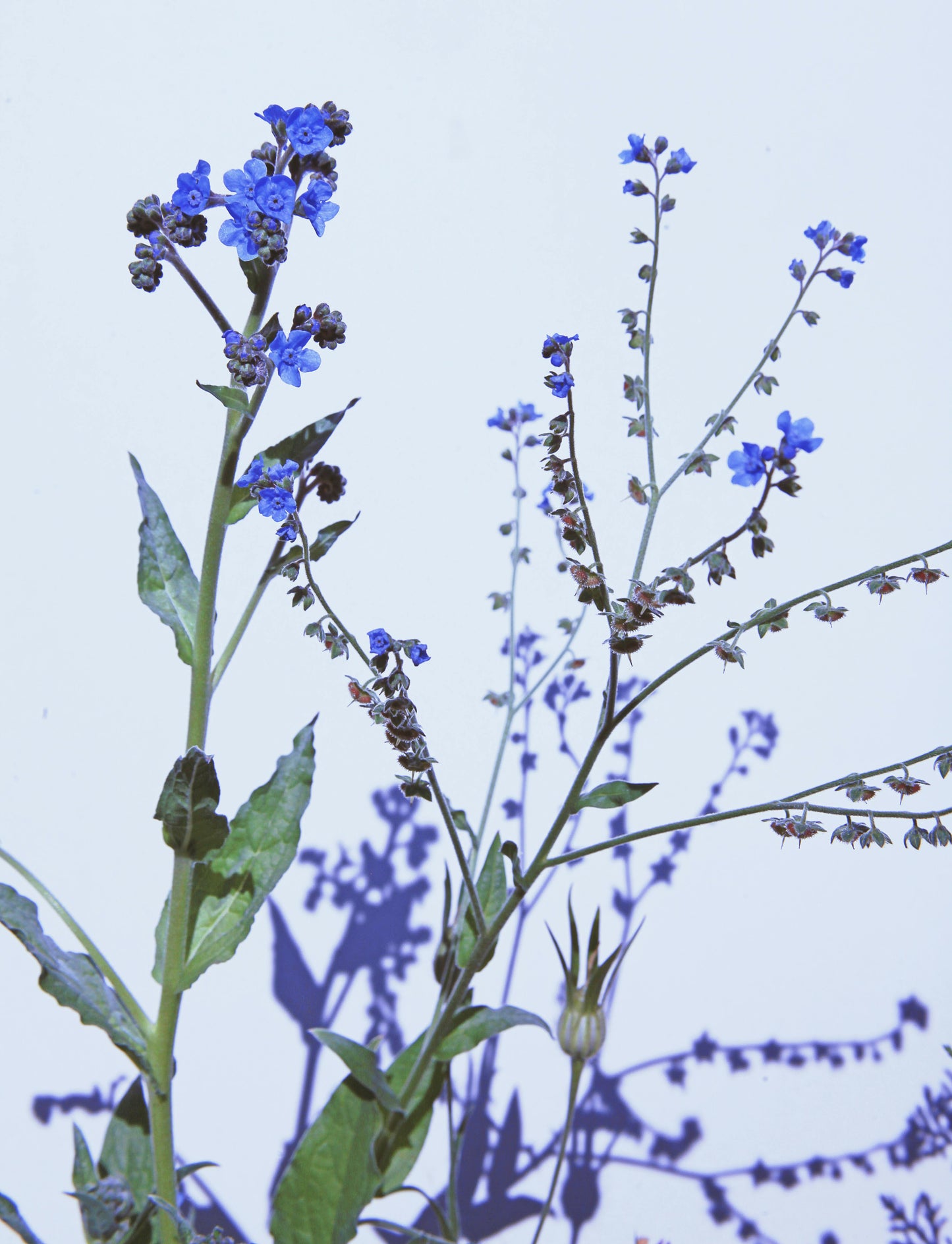 Blå Kinesisk forglemmigej - Cynoglossum amabile