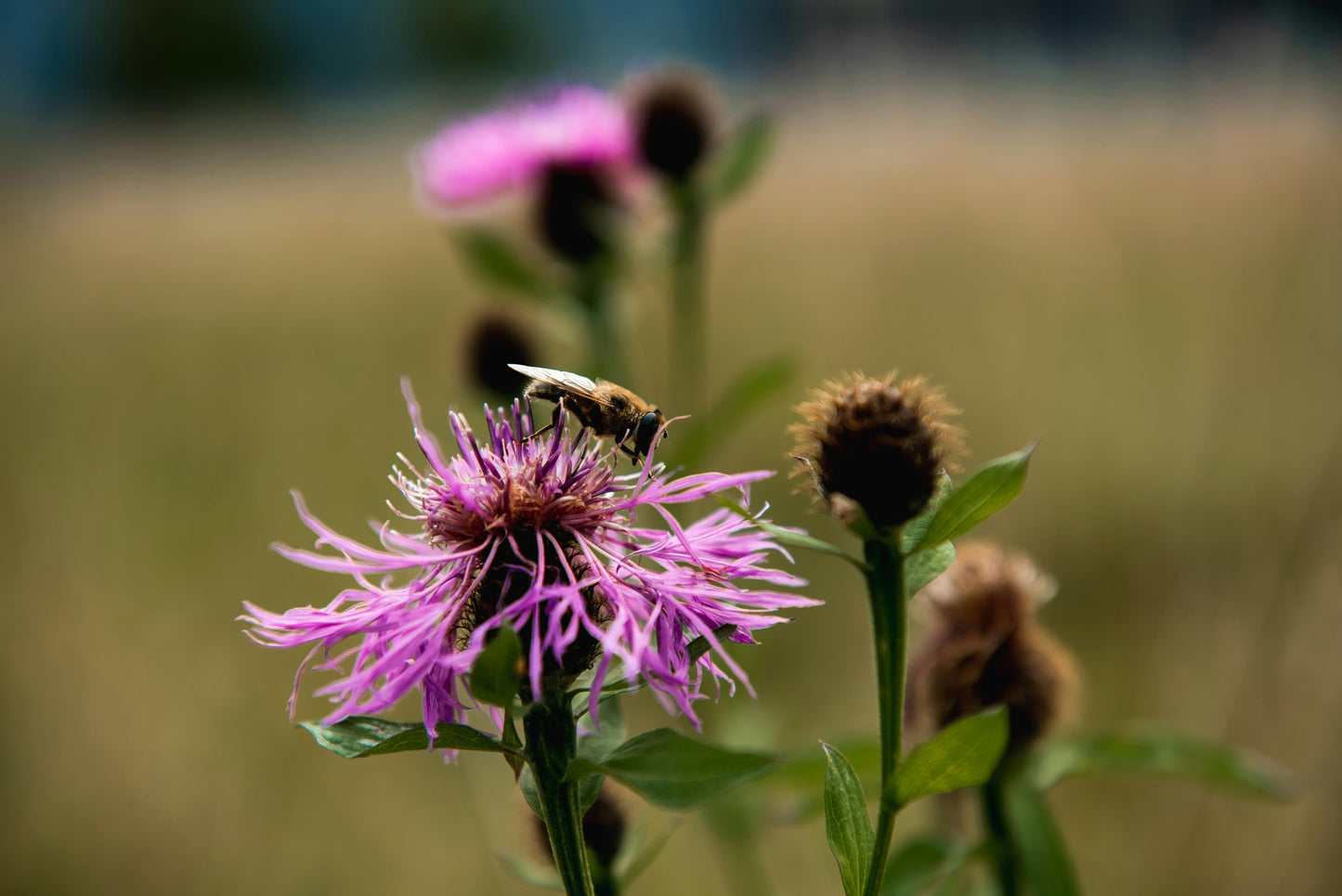Almindelig knopurt – Centaurea jacea