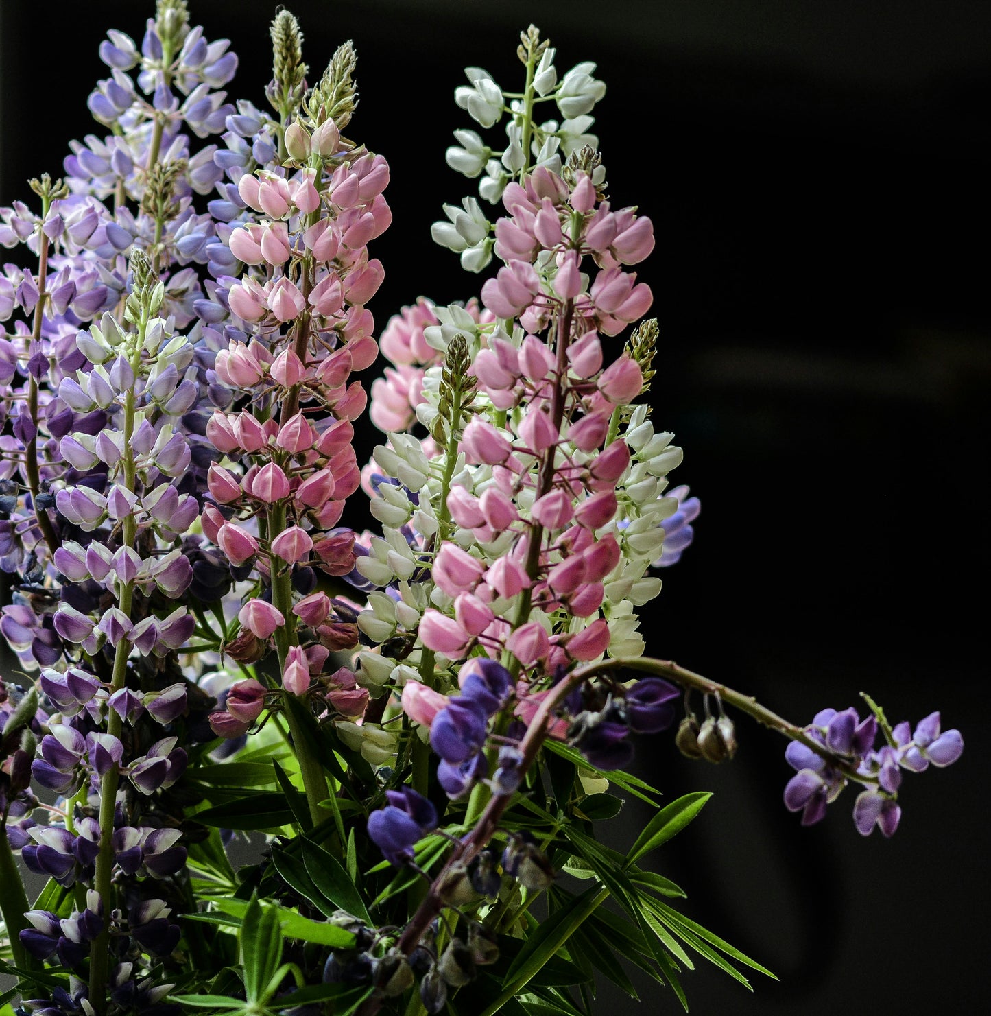 Dværglupin Mix-farver - Lupinus polyphyllus 'Minarette Dwarf Russel Strain Mix'