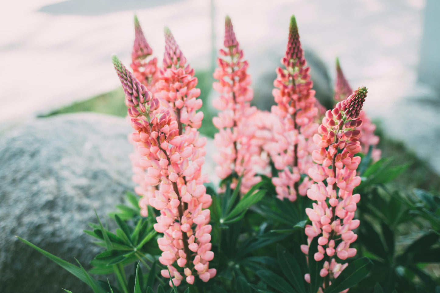 Dværglupin Mix-farver - Lupinus polyphyllus 'Minarette Dwarf Russel Strain Mix'