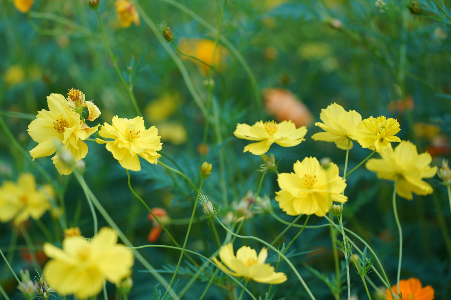 Cosmos sulphureus 'Bright Lights'