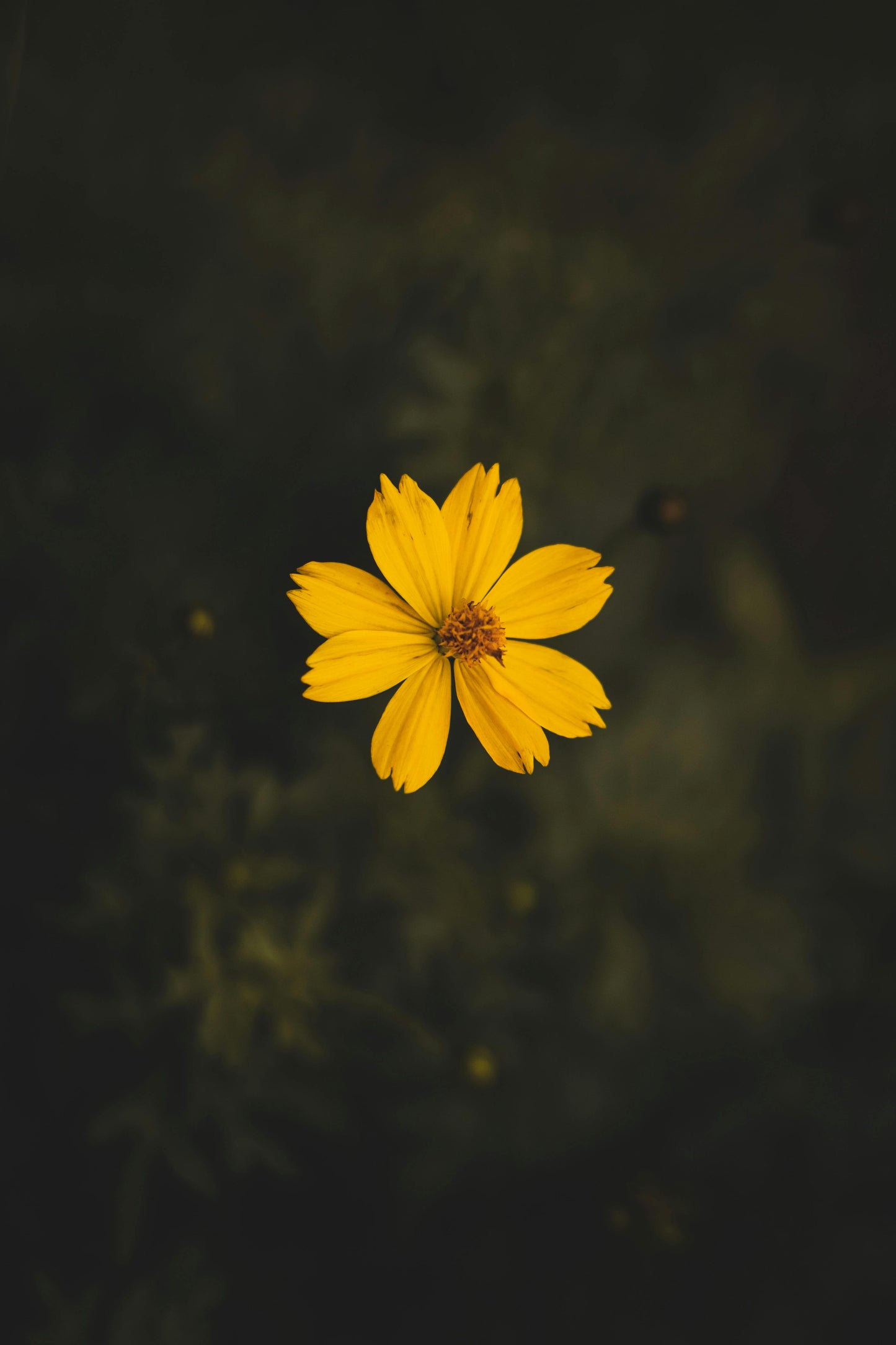 Cosmos sulphureus 'Bright Lights'