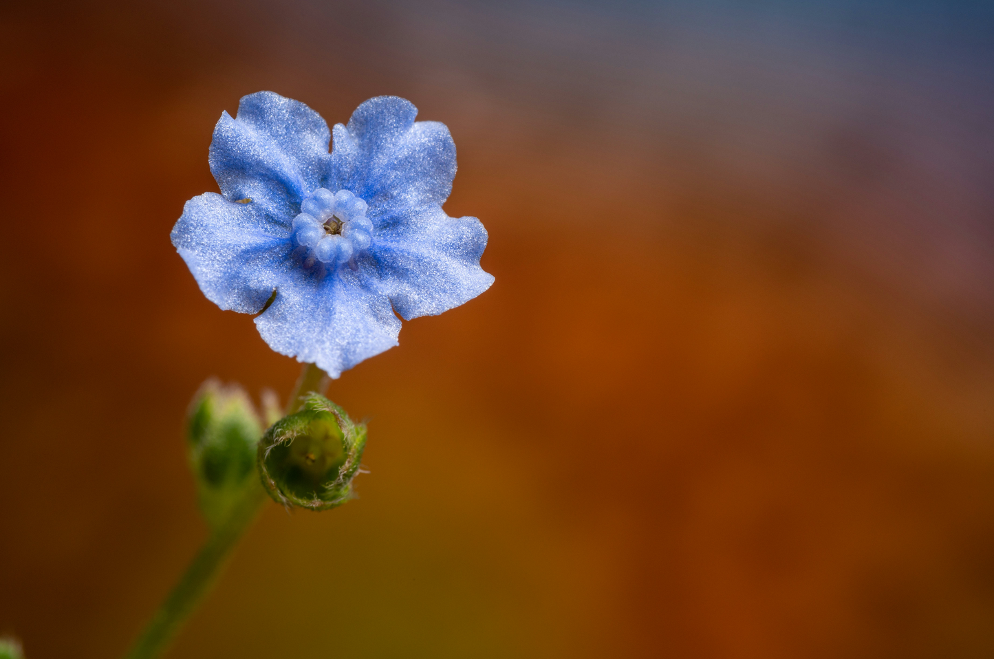 Blå Kinesisk forglemmigej - Cynoglossum amabile