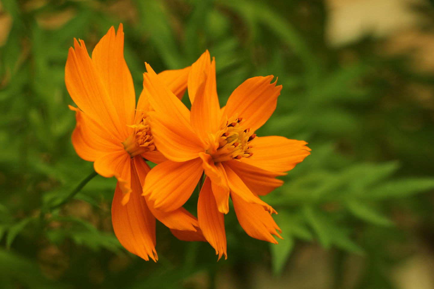 Cosmos sulphureus 'Bright Lights'