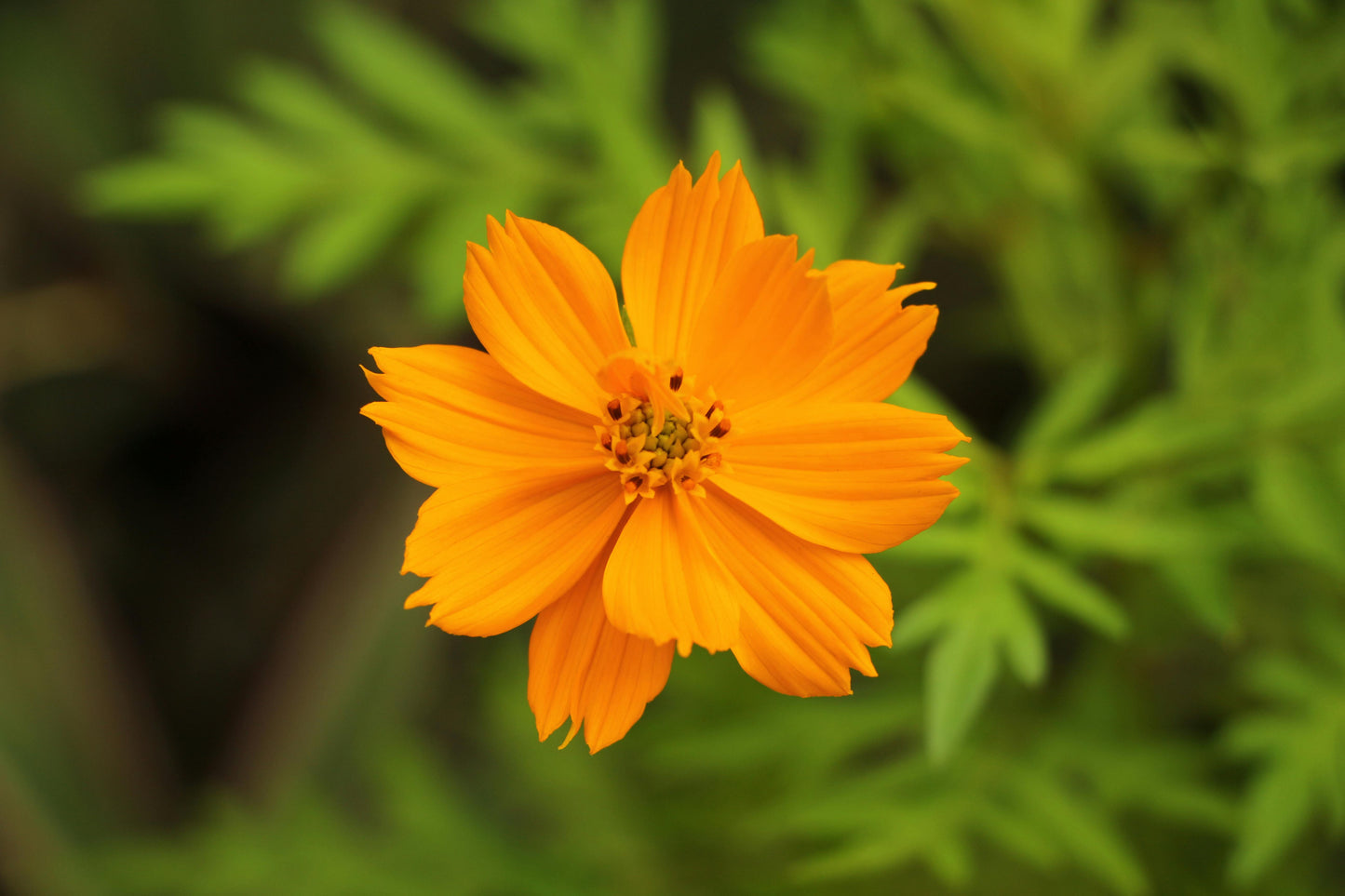 Cosmos sulphureus 'Bright Lights'