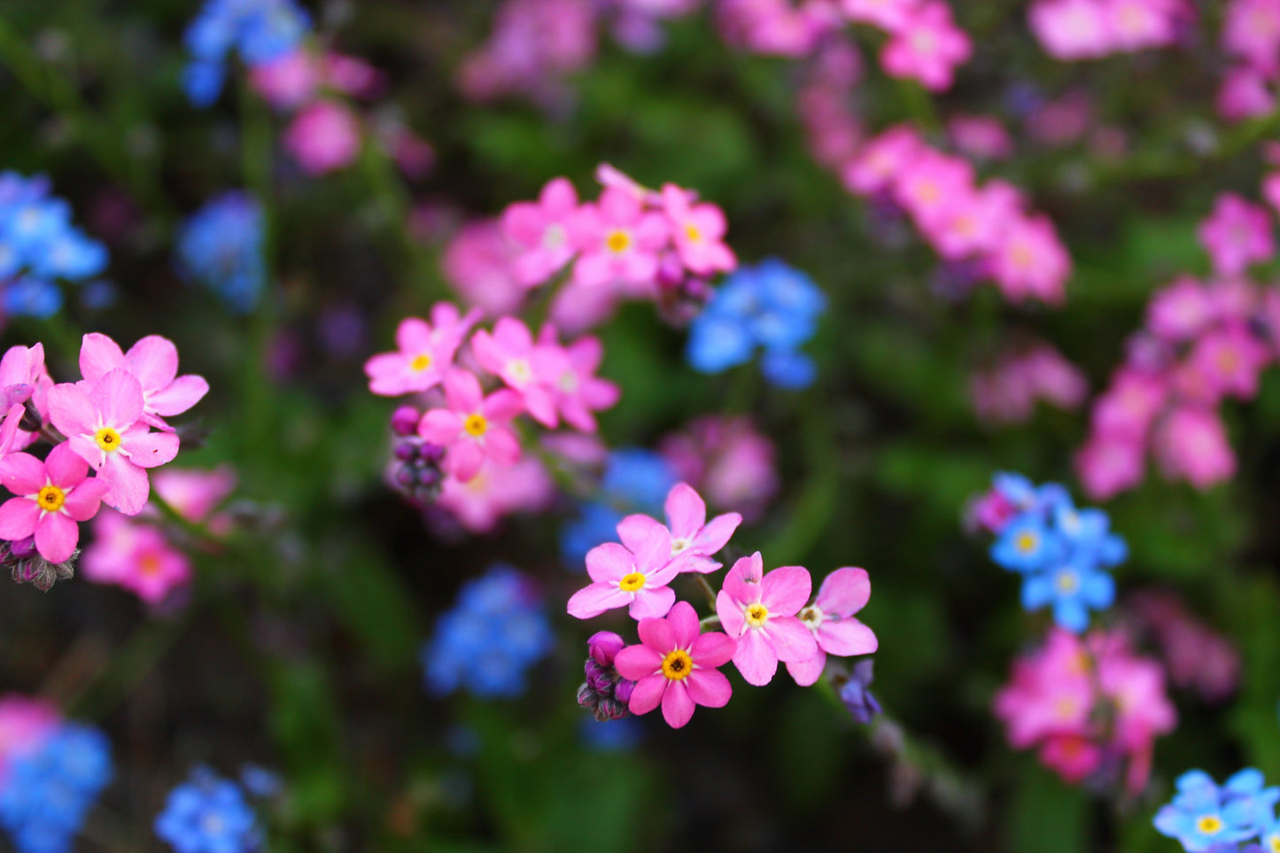 Forglemmigej Alpin "pink - Myosotis alpestris