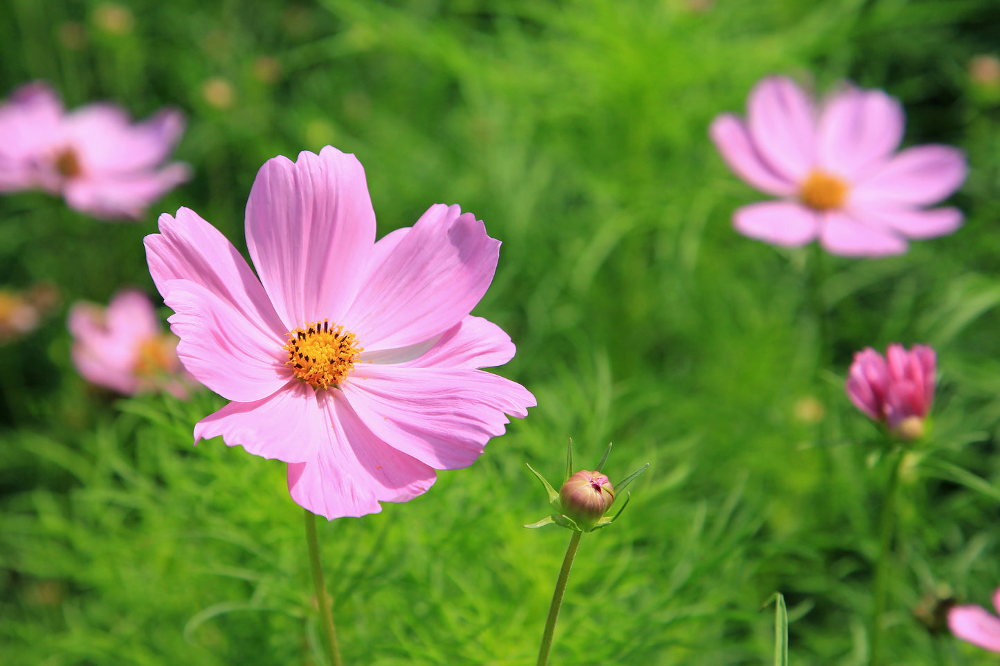 Stolt Kavaler 'sensation pinkie' - Cosmos bipinnatus