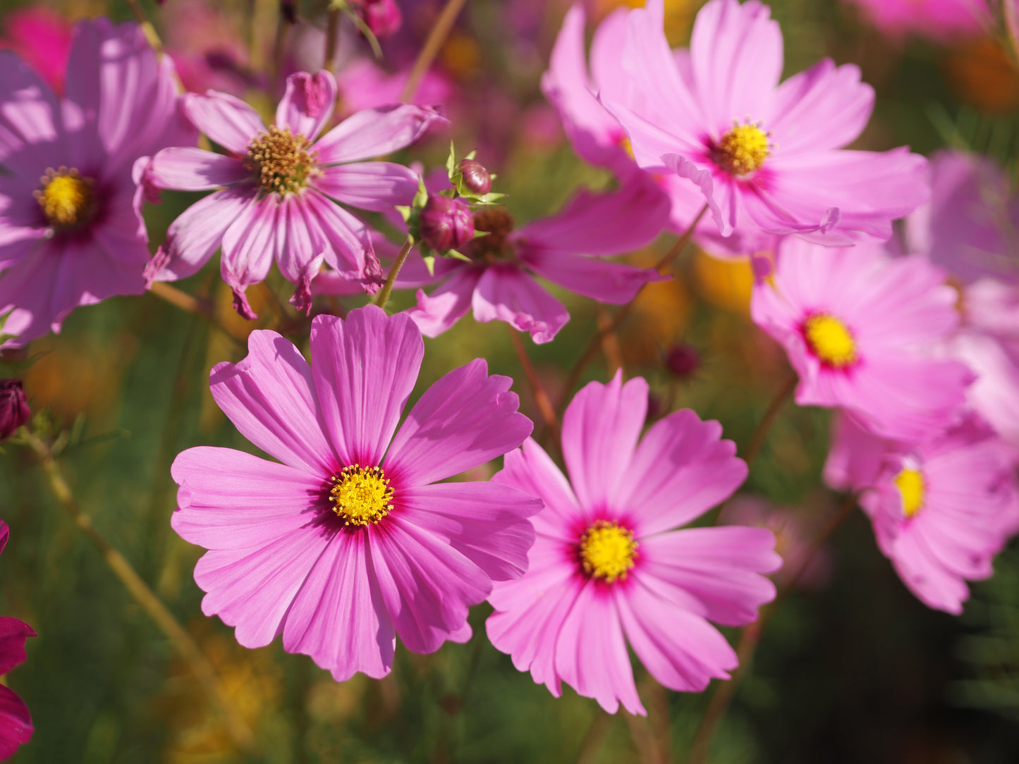Stolt Kavaler 'sensation pinkie' - Cosmos bipinnatus