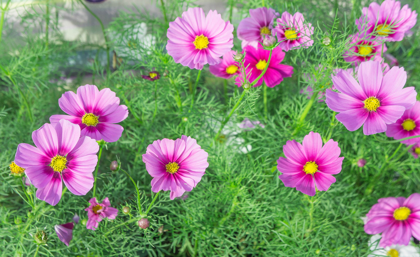 Stolt Kavaler 'sensation pinkie' - Cosmos bipinnatus