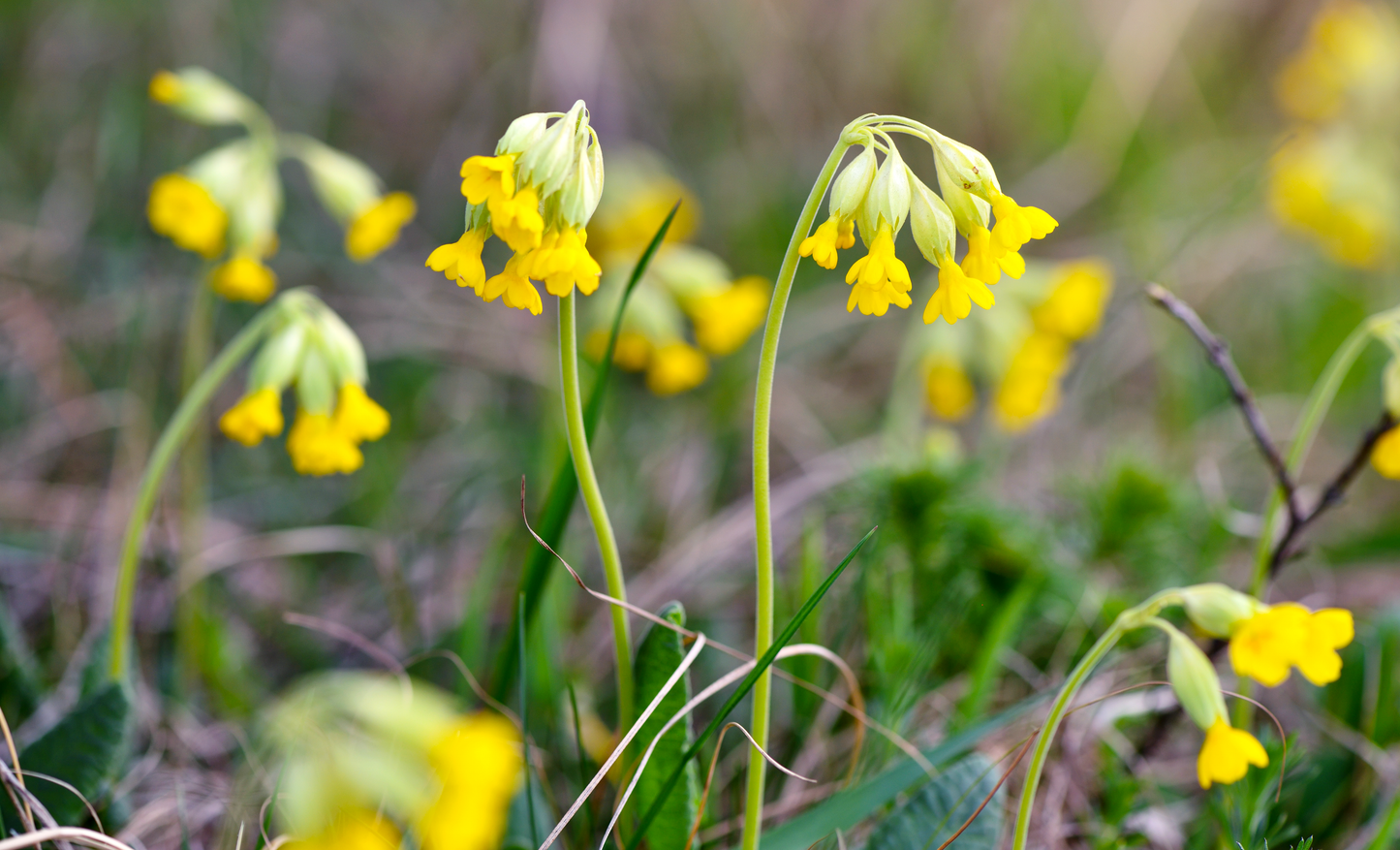 Hulkravet Kodriver - primula veris