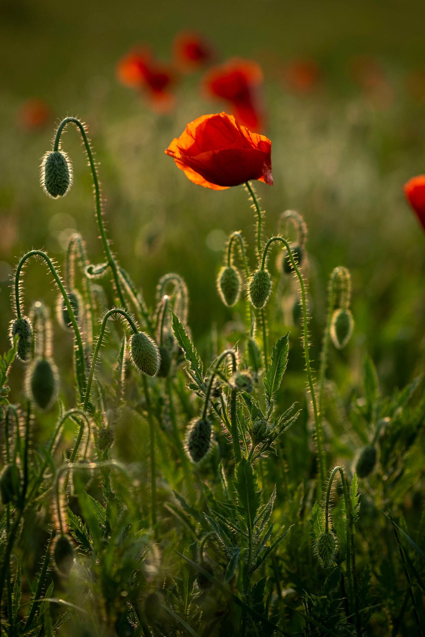 Kornvalmue - Papaver rhoeas