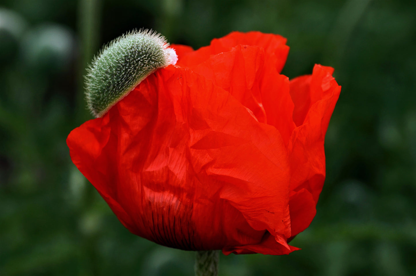 Kornvalmue - Papaver rhoeas