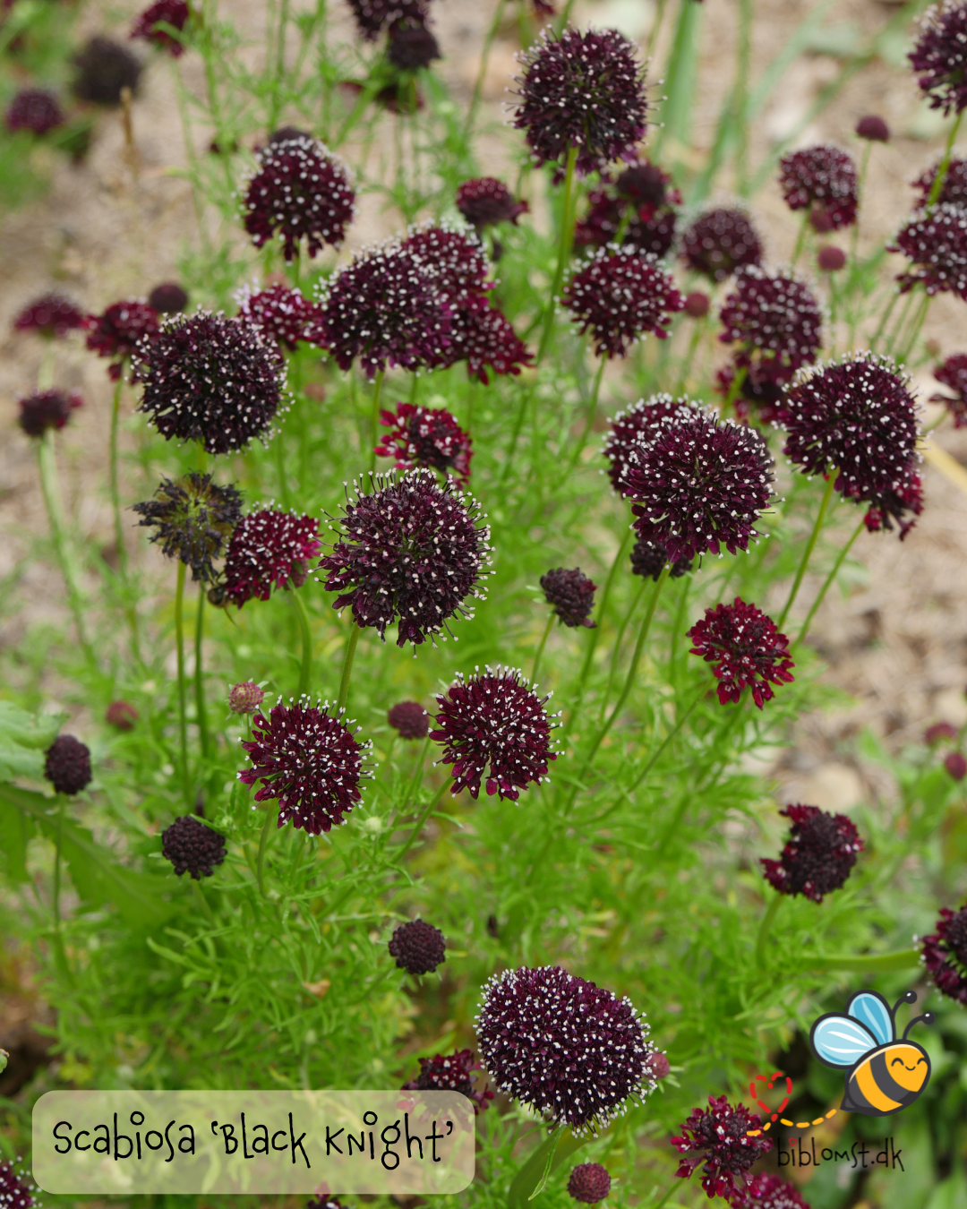 Skabiose 'Black Knight' – Scabiosa atropurpurea