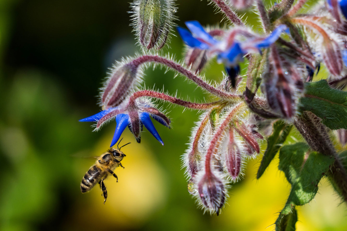 Hjulkrone – Borago officinalis