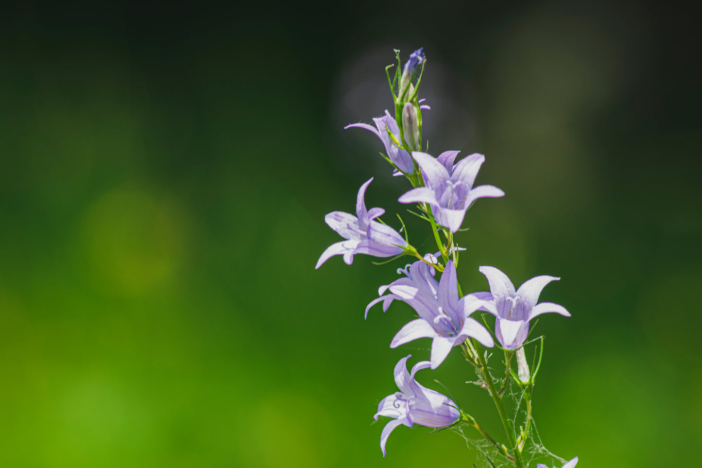 Klokke Smalbladet - Campanula persicifolia