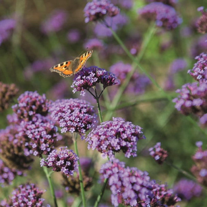 Kæmpe Verbena (Jernurt) - Finesse - verbena bonarensis