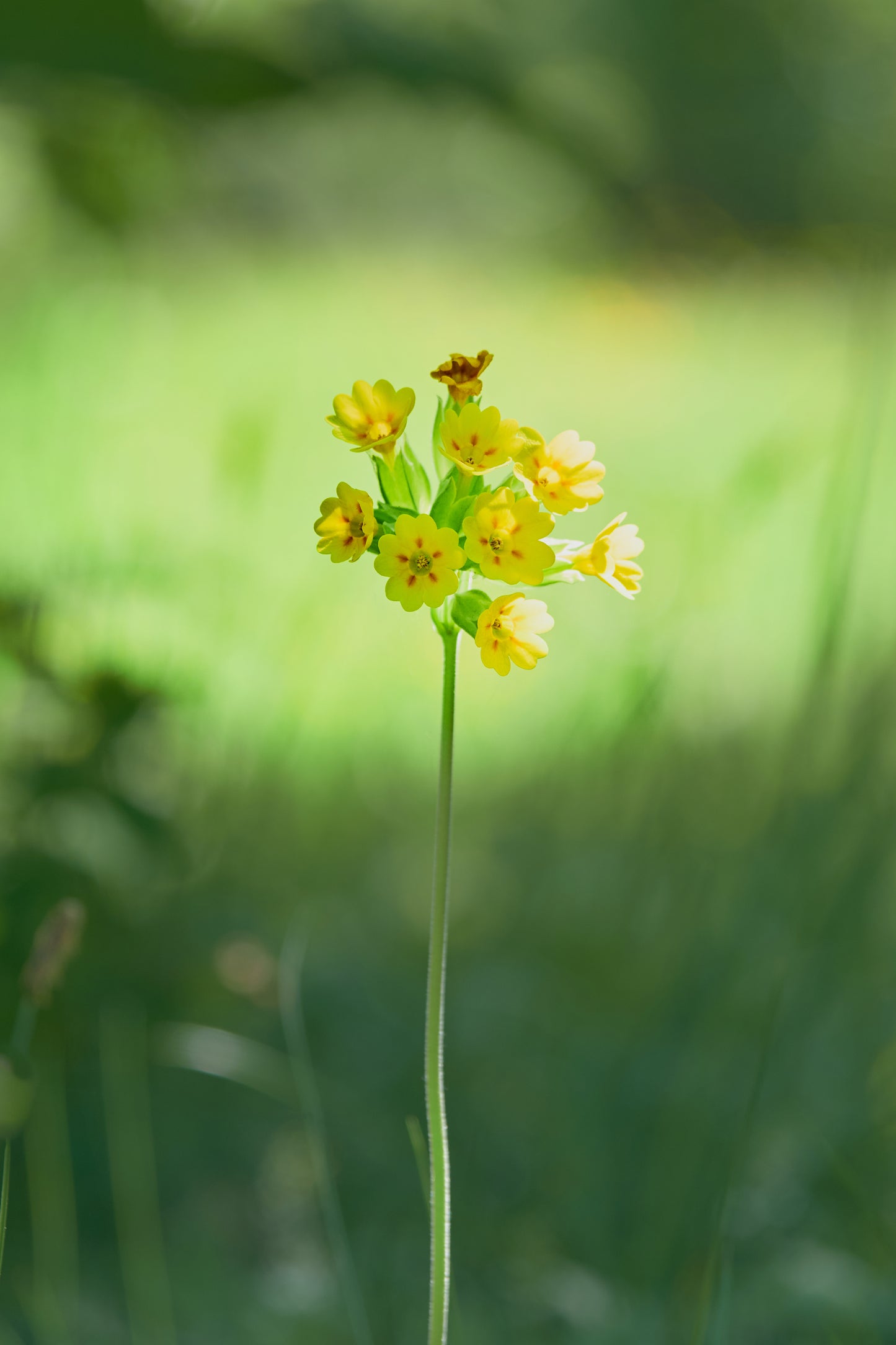 Hulkravet Kodriver - primula veris