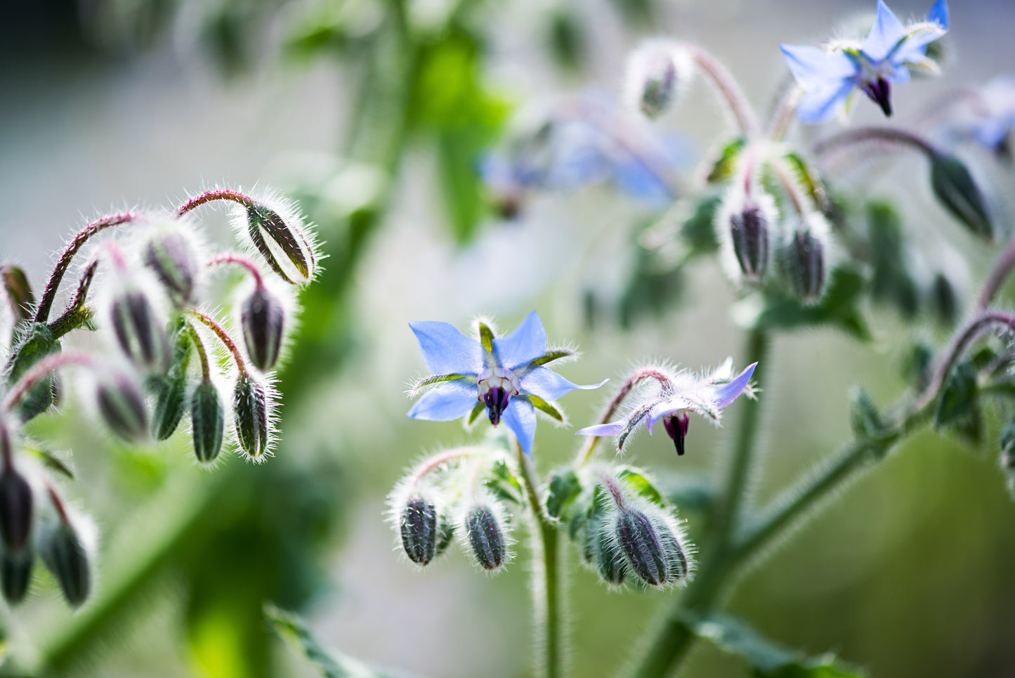 Hjulkrone – Borago officinalis