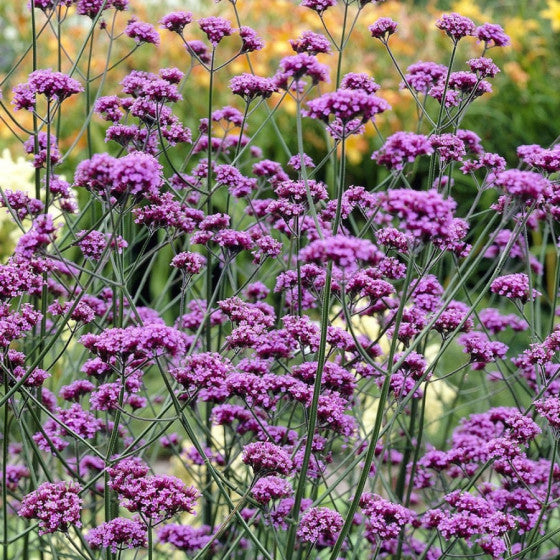 Kæmpe Verbena (Jernurt) - Finesse - verbena bonarensis