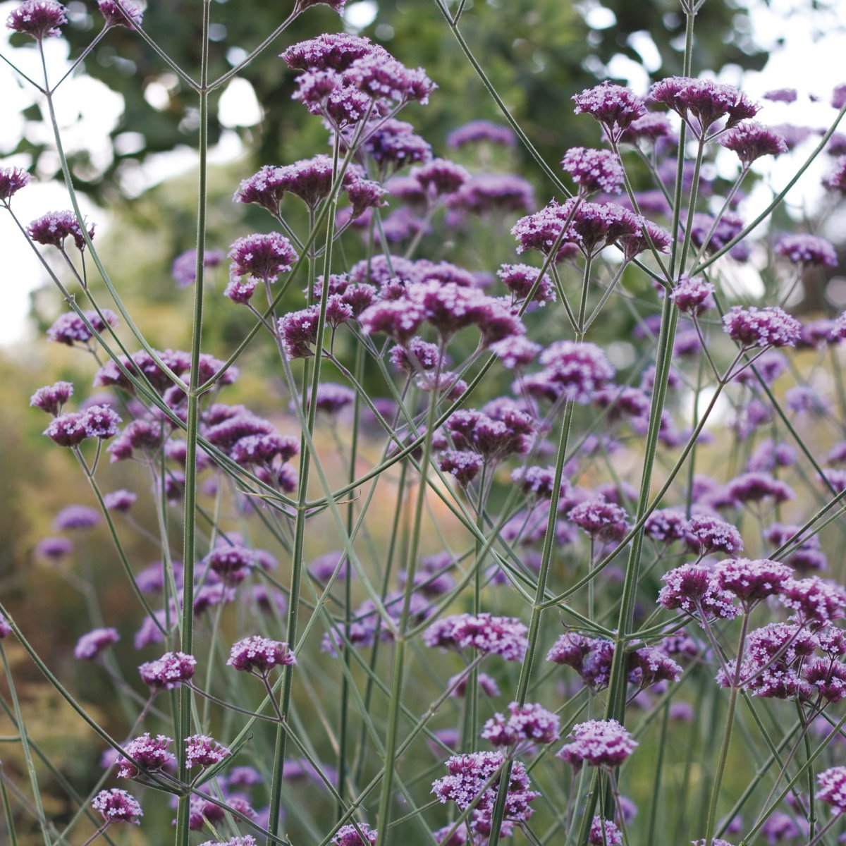 Kæmpe Verbena (Jernurt) - Finesse - verbena bonarensis