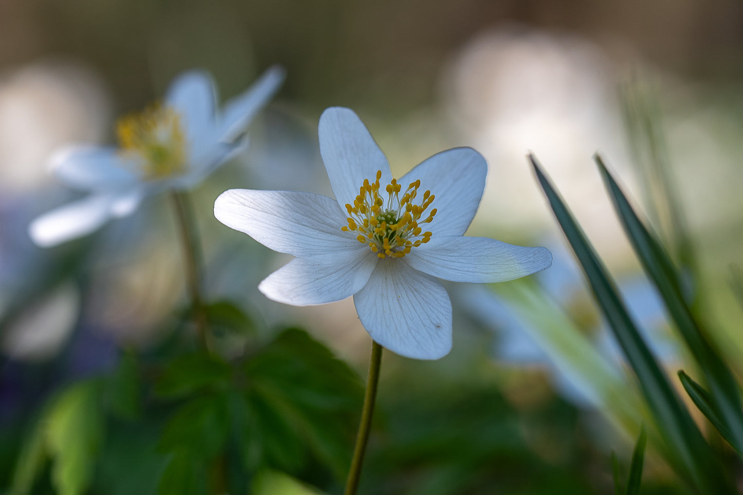 Hvid Anemone - Anemone nemorosa