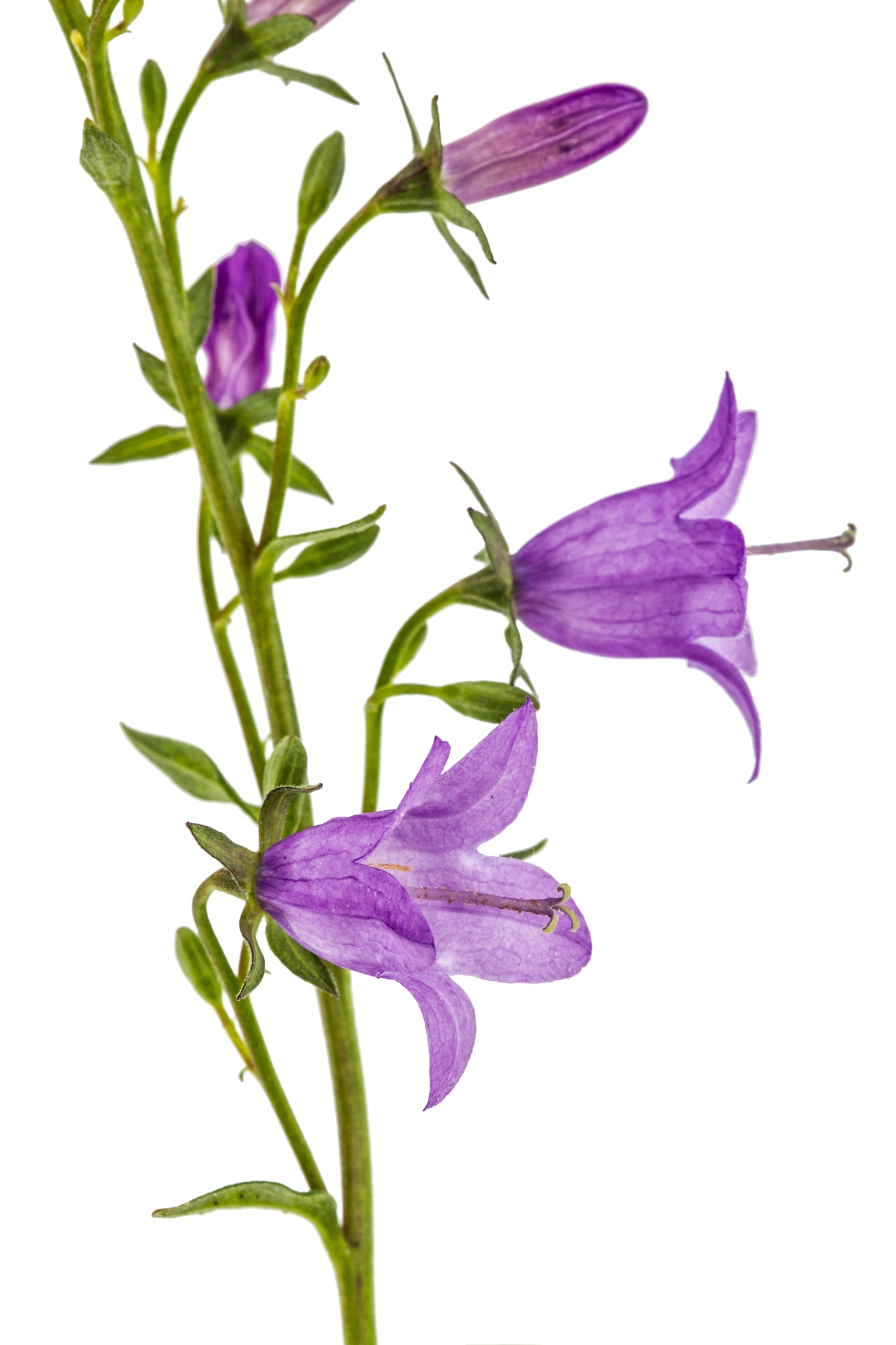 Klokke Smalbladet - Campanula persicifolia