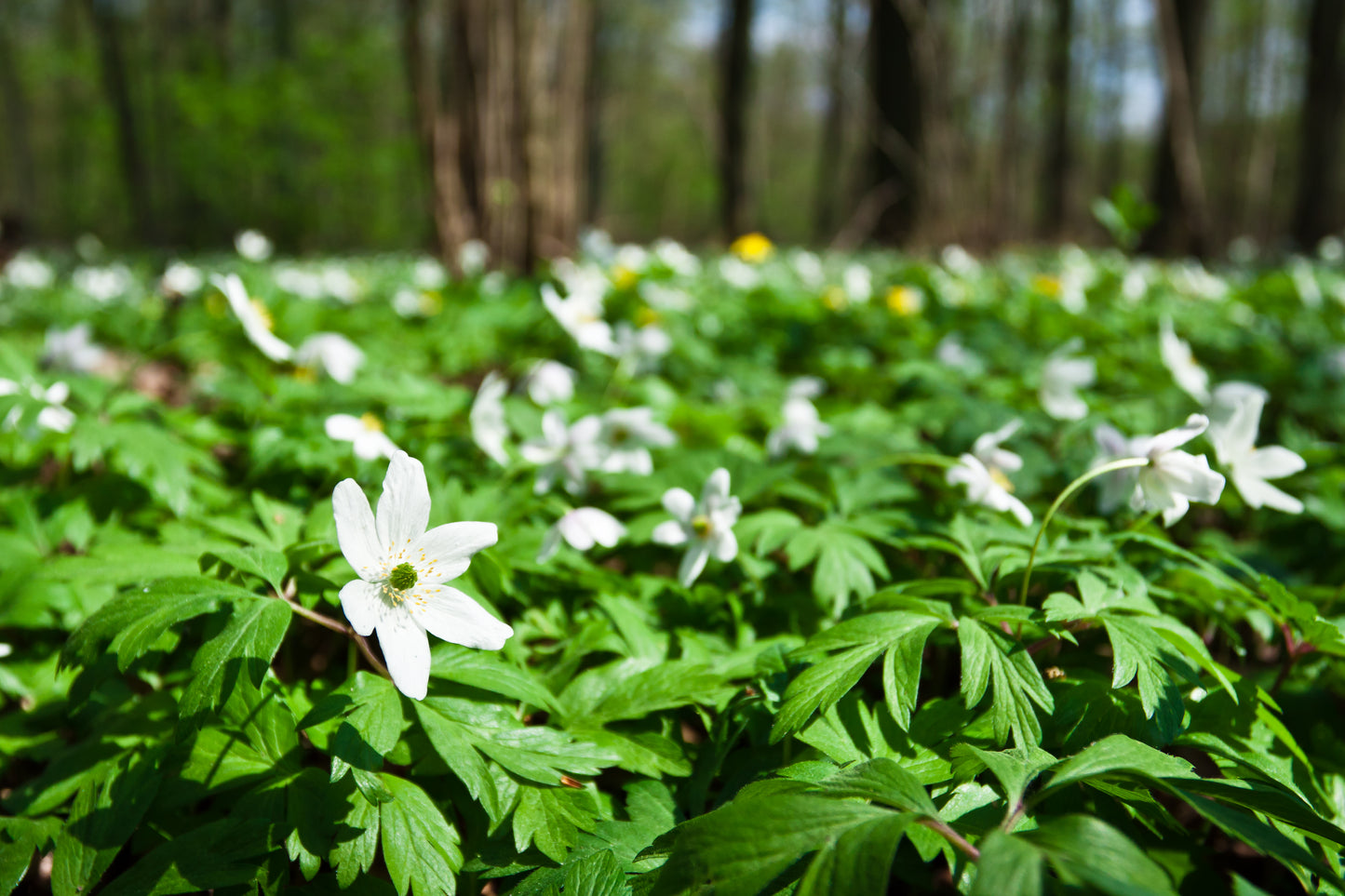 Hvid Anemone - Anemone nemorosa