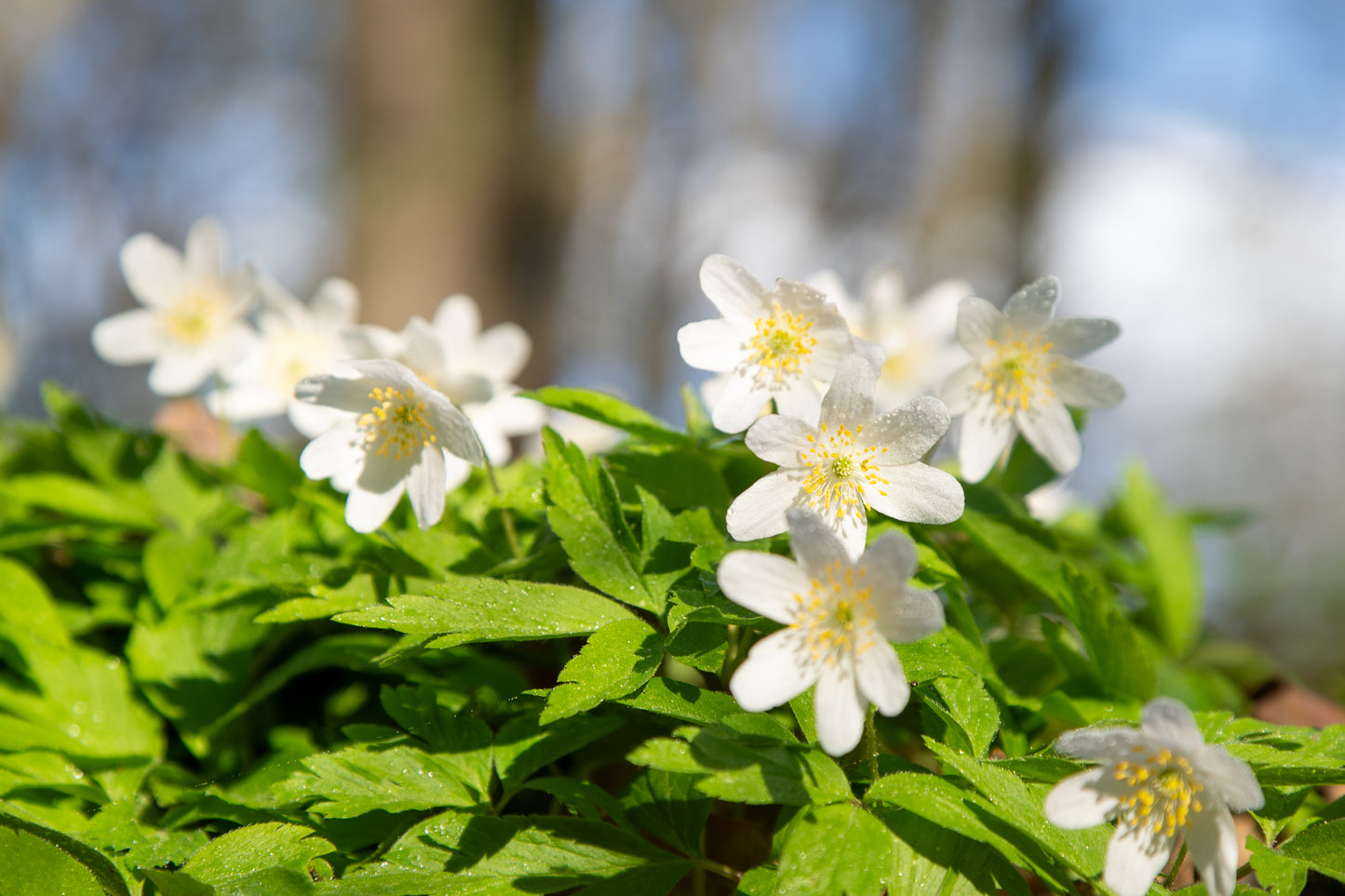 Hvid Anemone - Anemone nemorosa