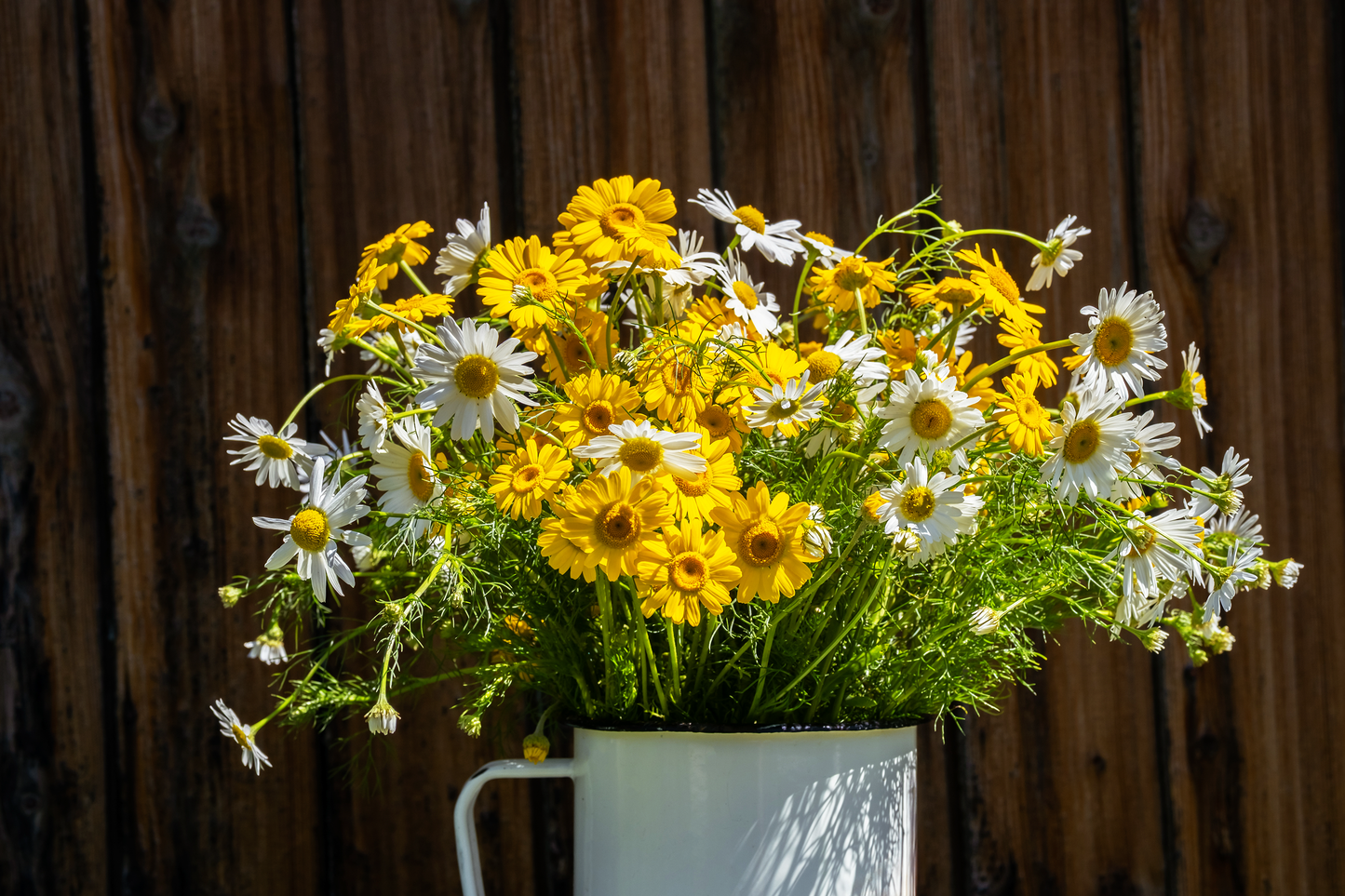 Farvegåseurt – Anthemis tinctoria