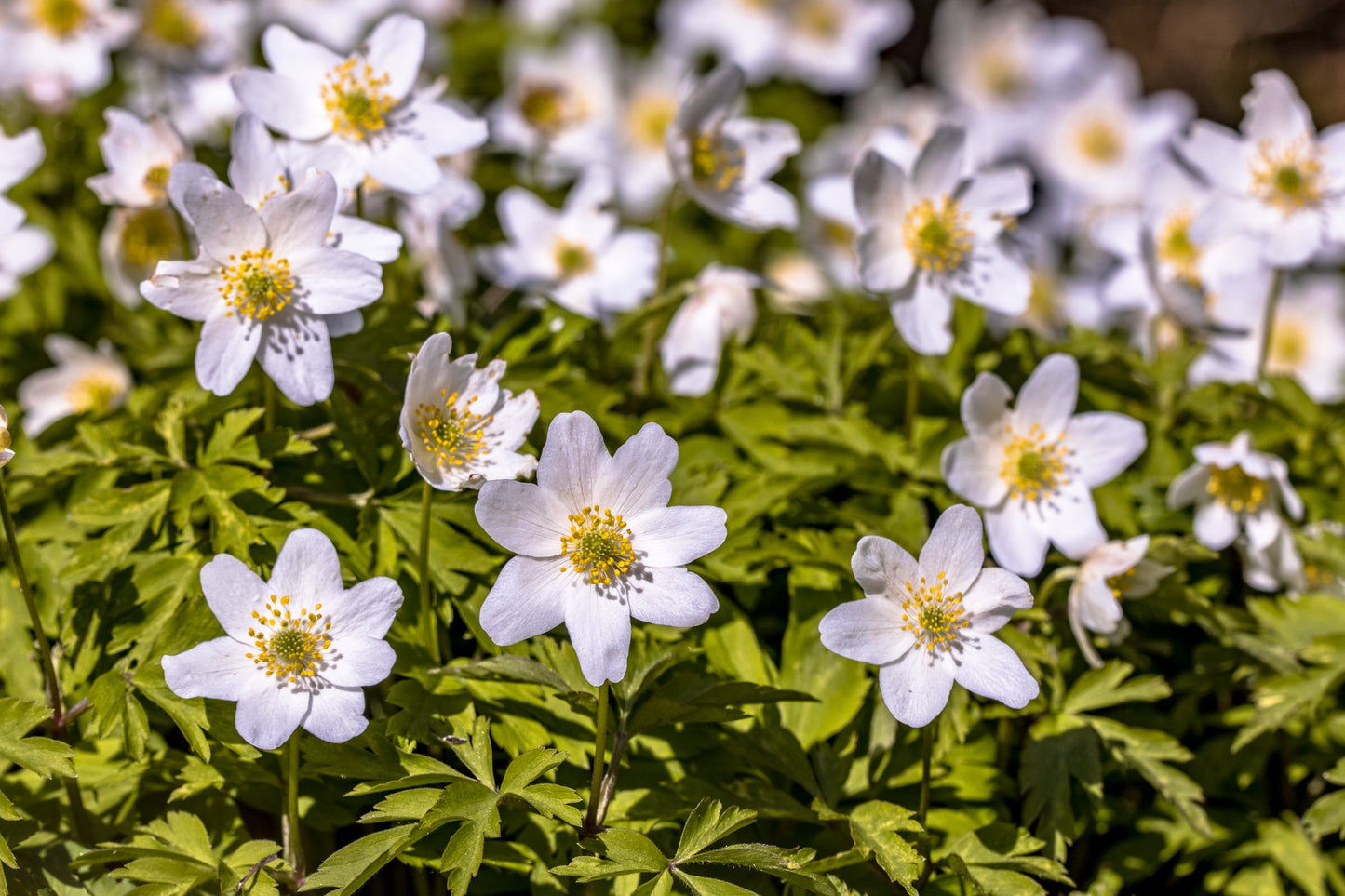 Hvid Anemone - Anemone nemorosa