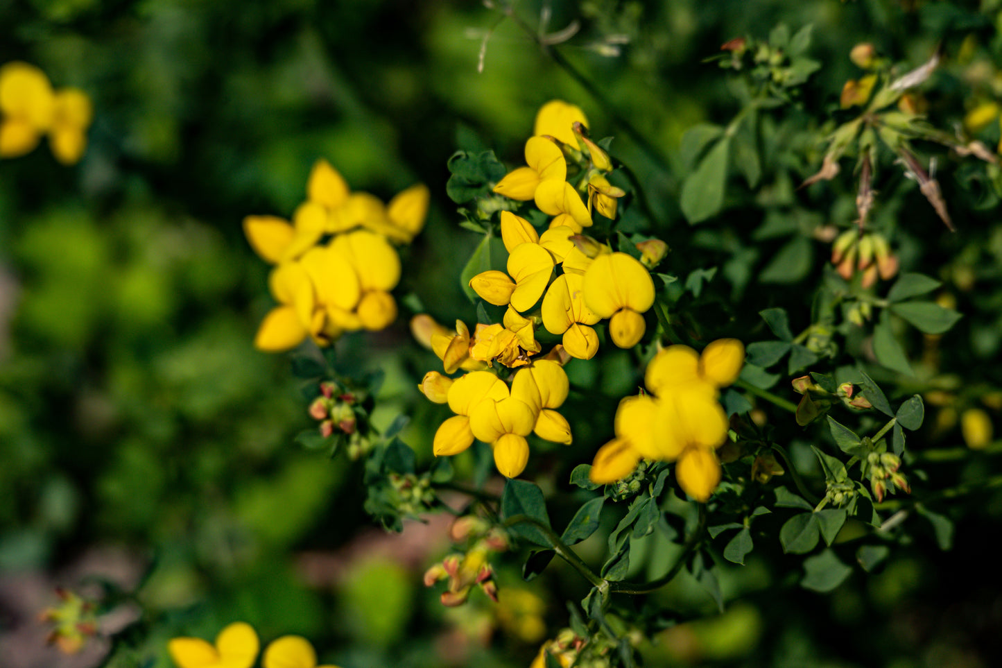Kællingetand - Lotus corniculatus