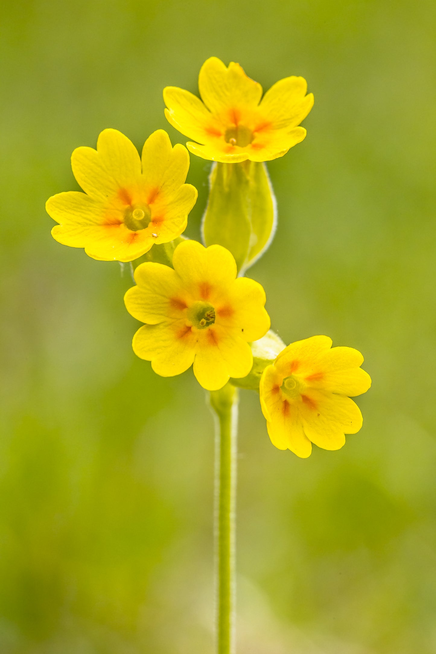 Hulkravet Kodriver - primula veris