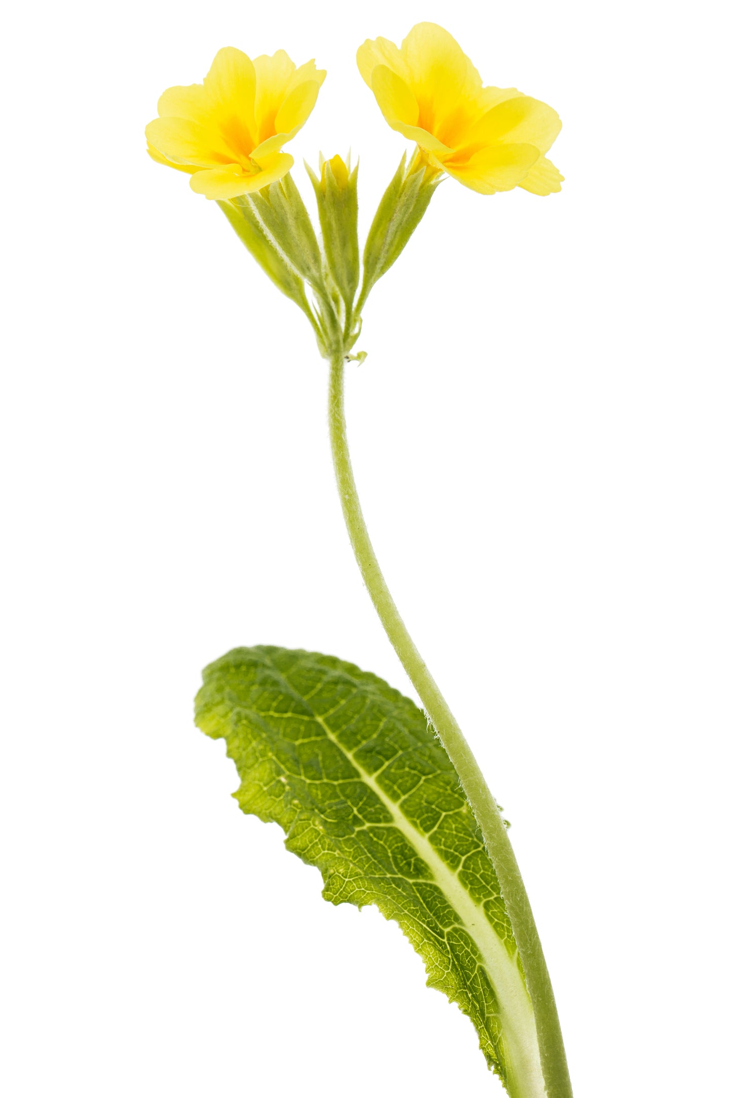 Hulkravet Kodriver - primula veris