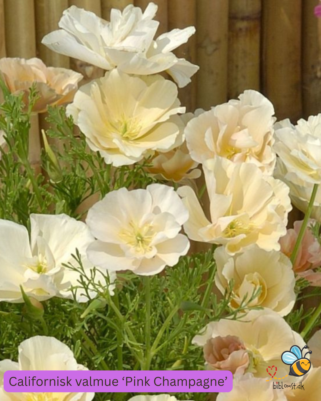 Så- og pasningsvejledning til californisk guldvalmue – Eschscholzia californica ‘Thai Silk Pink Champagne’