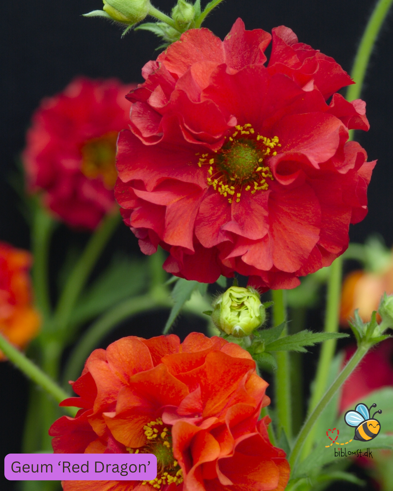 Så- og pasningsvejledning til nellikerod ‘Red Dragon’ – Geum quellyon ‘Red Dragon’