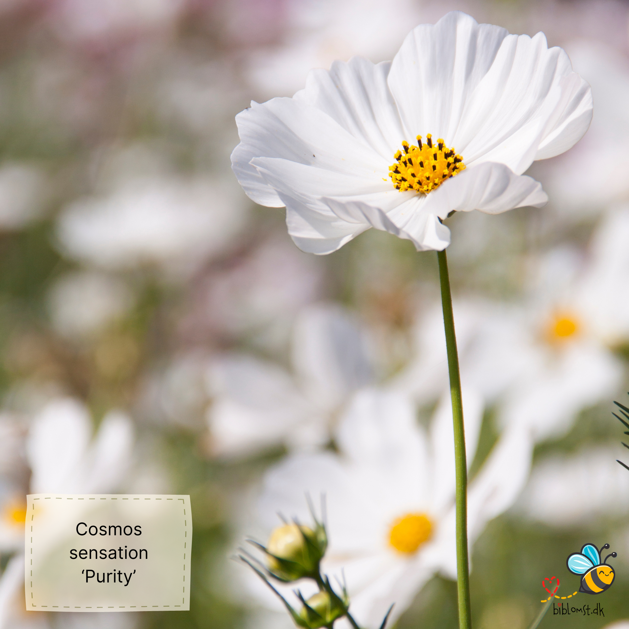 Så- og pasningsvejledning til kosmos ‘Sensation Purity’ – Cosmos bipinnatus ‘Sensation Purity’