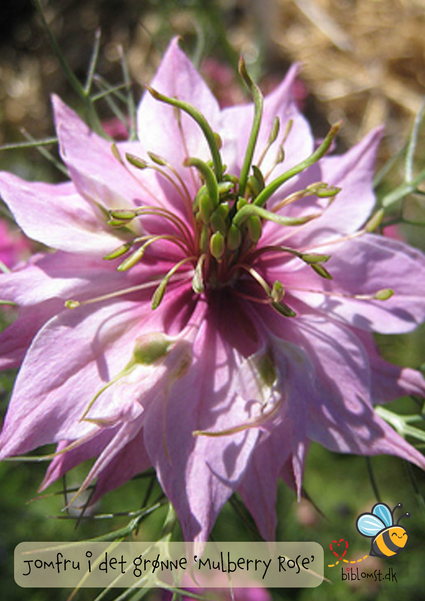 Så- og pasningsvejledning til jomfru i det grønne ‘Mulberry Rose’ – Nigella damascena