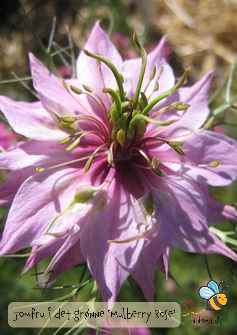 Så- og pasningsvejledning til jomfru i det grønne ‘Mulberry Rose’ – Nigella damascena