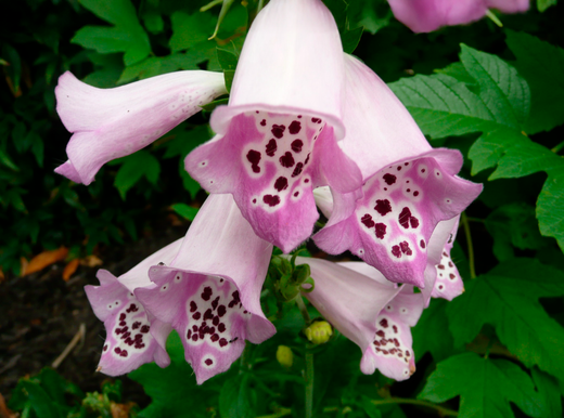 Så- og pasningsvejledning til Fingerbøl 'Camelot Lavender' - Digitalis hybrid