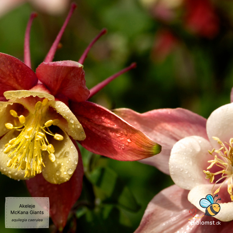 Så- og pasningsvejledning til Aquilegia caerulea - McKana Giants