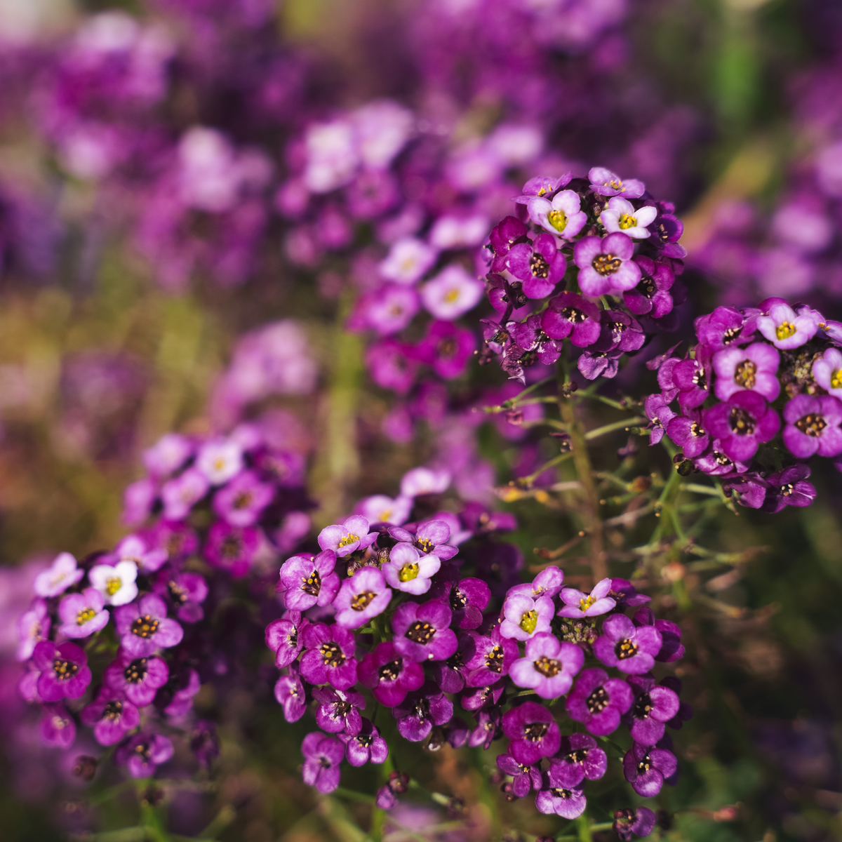 Såvejledning – Biblomme 'Aphrodite Purple' (Lobularia maritima)