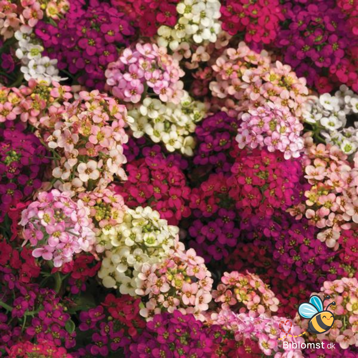 Biblomme 'Easter Bonnet Mix', Lobularia maritima, i blomst