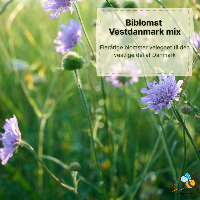 Så- og pasningsvejledning til Biblomst – Vest-danmark mix